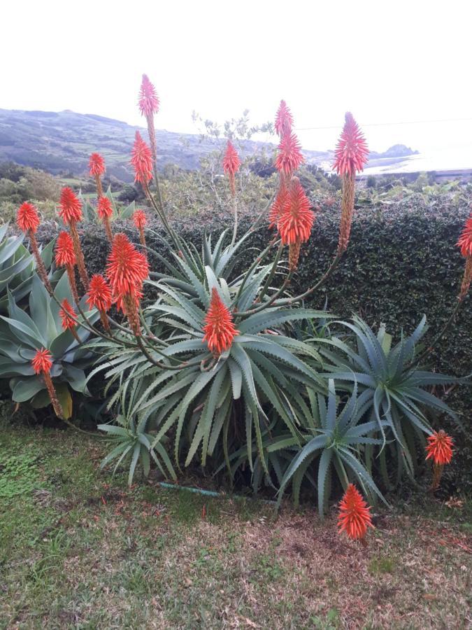 Casa Da Ribeira Panzió Lajes do Pico Kültér fotó